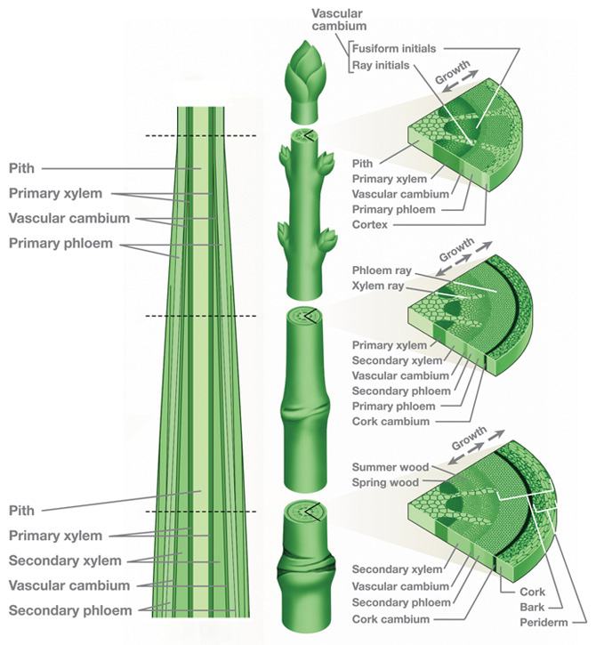 Example of a Cross Section of a Stem